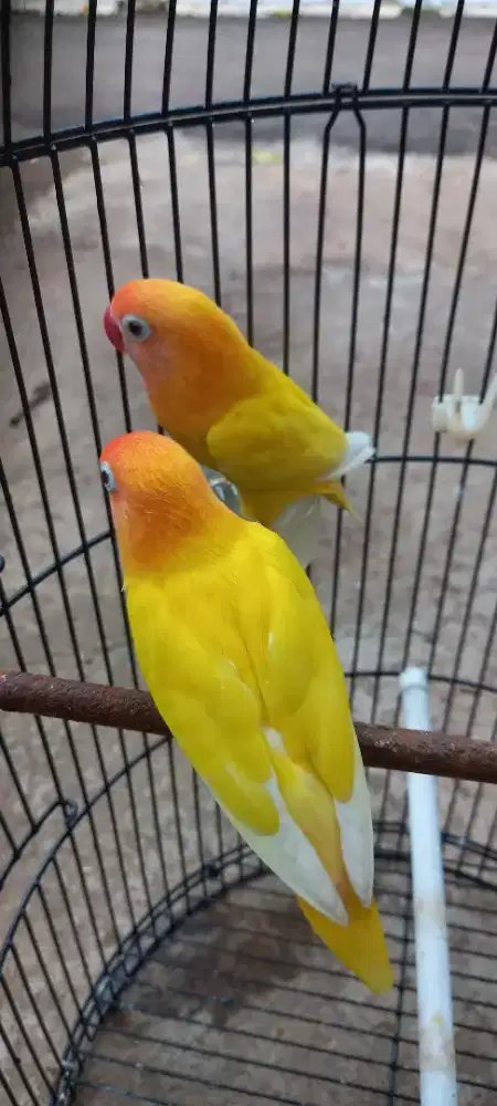 Lovebird pasangan resmi lutino mh