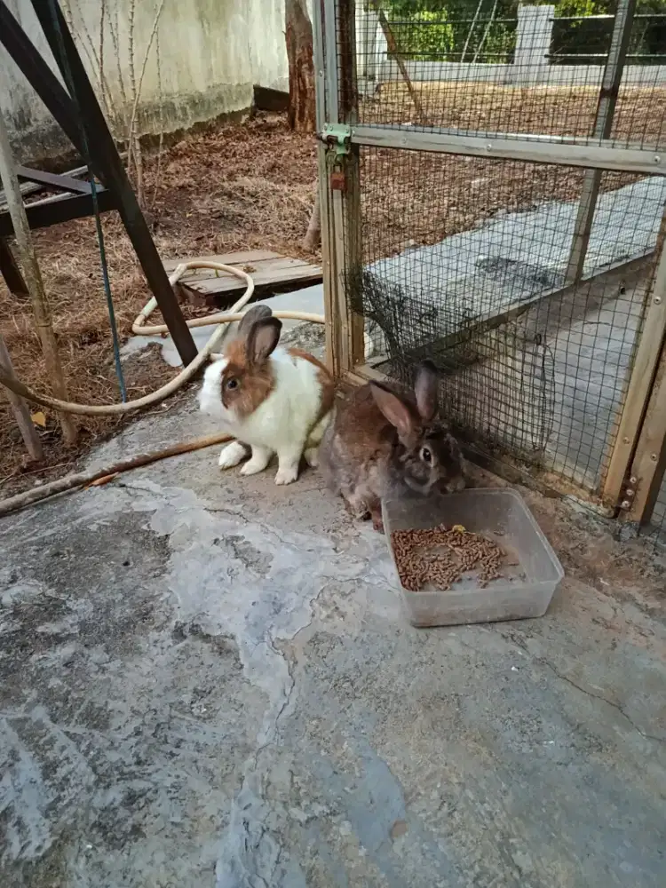 Kelinci lucu dan imut sepasang murah
