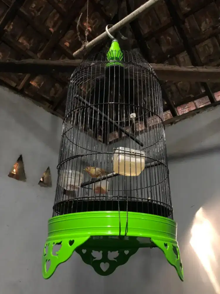 Burung masteran flamboyan rawatan plus kk