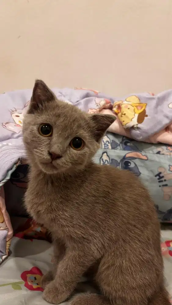 British Shorthair mix Scottish Fold
