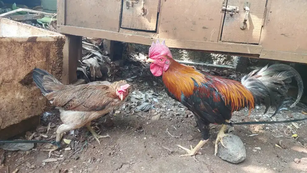 Dijual cepat sepasang ayam kampung
