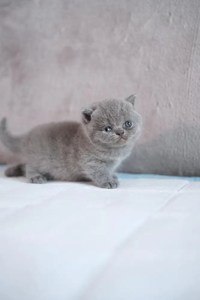 kitten bsh pedigree super quality