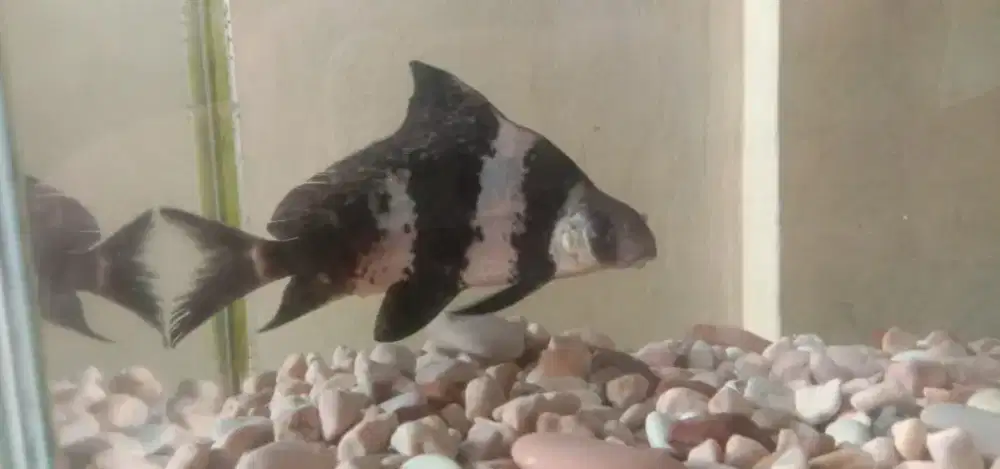 Ikan hias albino dan ikan CHF