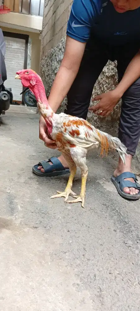 Ayam bangkok saigon muda