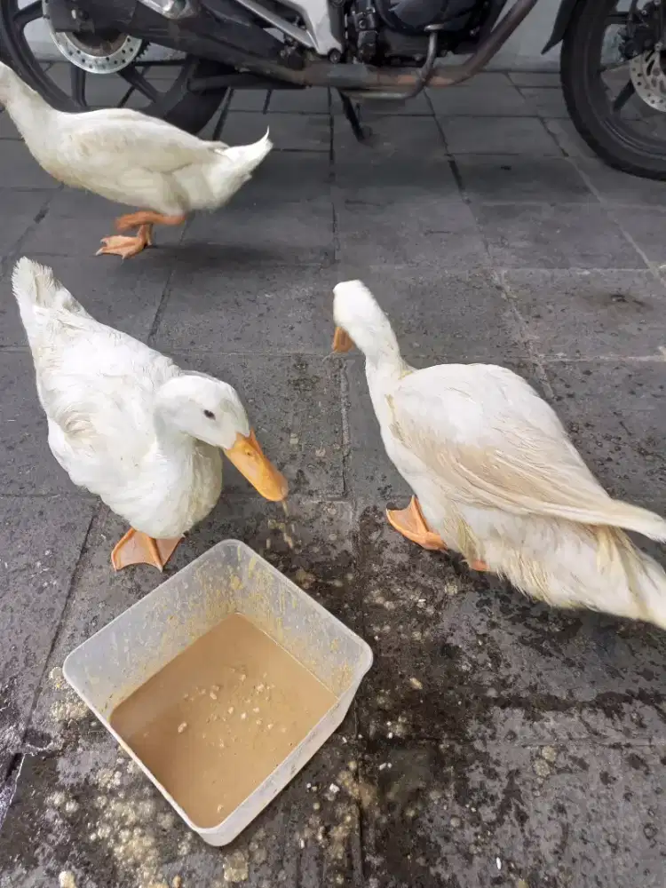 Dijual 3 Bebek Montok Jantan