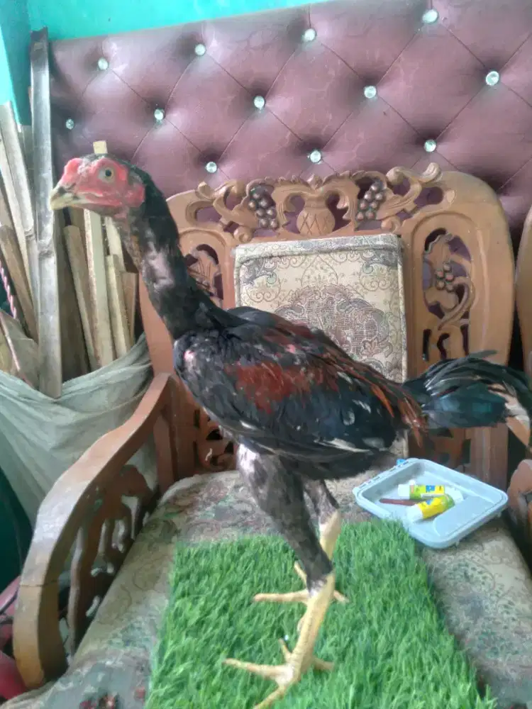 ayam bangkok usia 4 bulanan