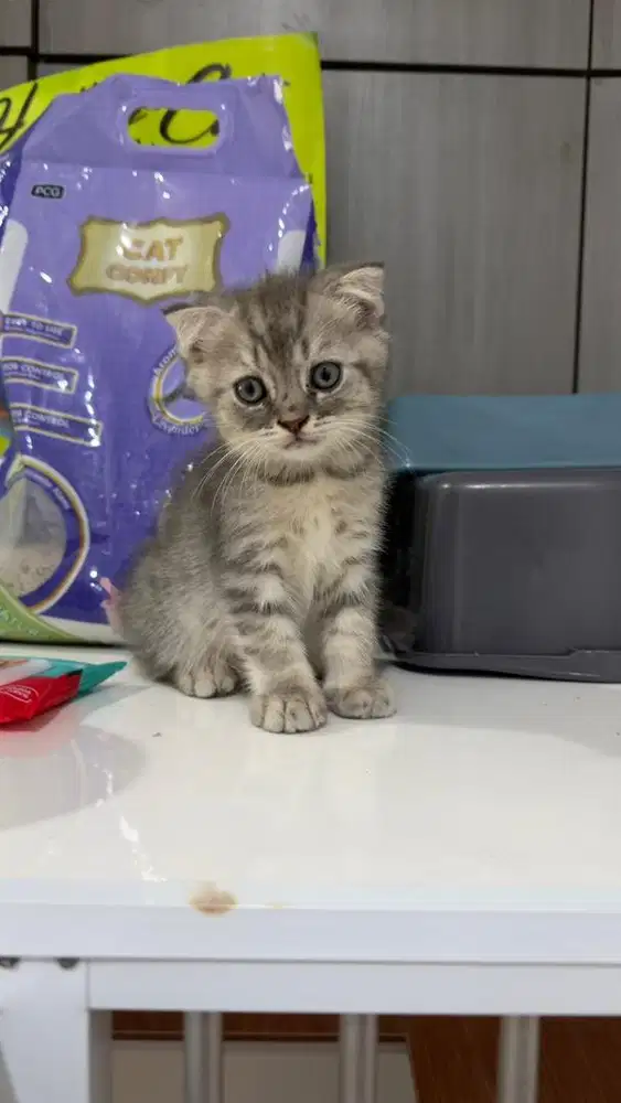 Scottish fold kitten jantan
