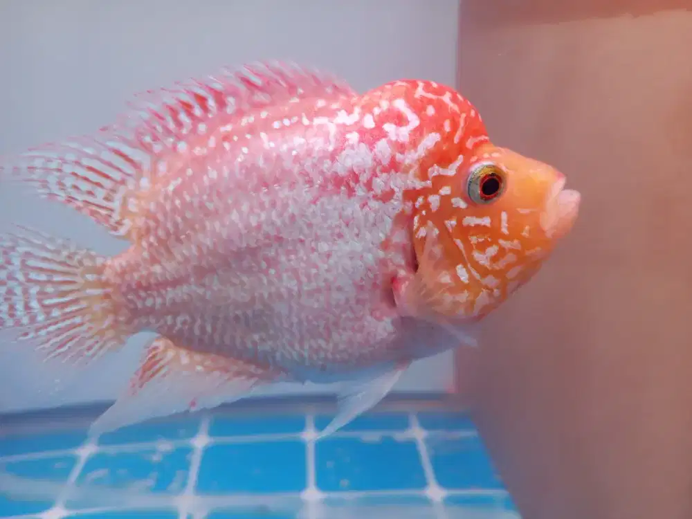 Ikan Louhan Golden Base short body