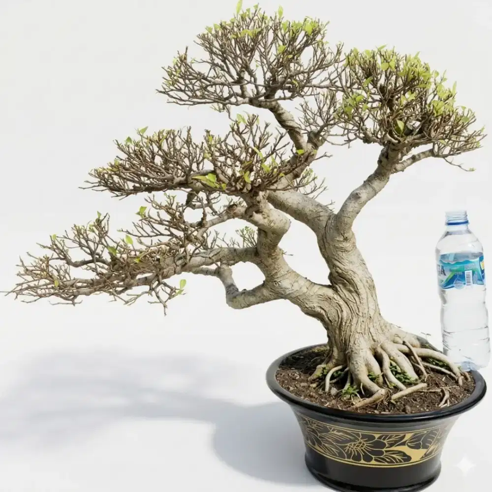 Bonsai ficus afrika siap pajang