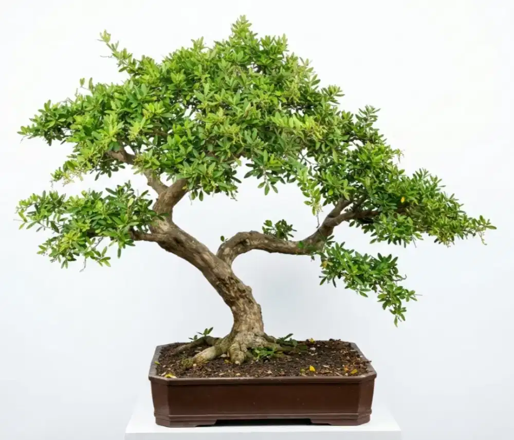Bonsai saing simbur siap pajang