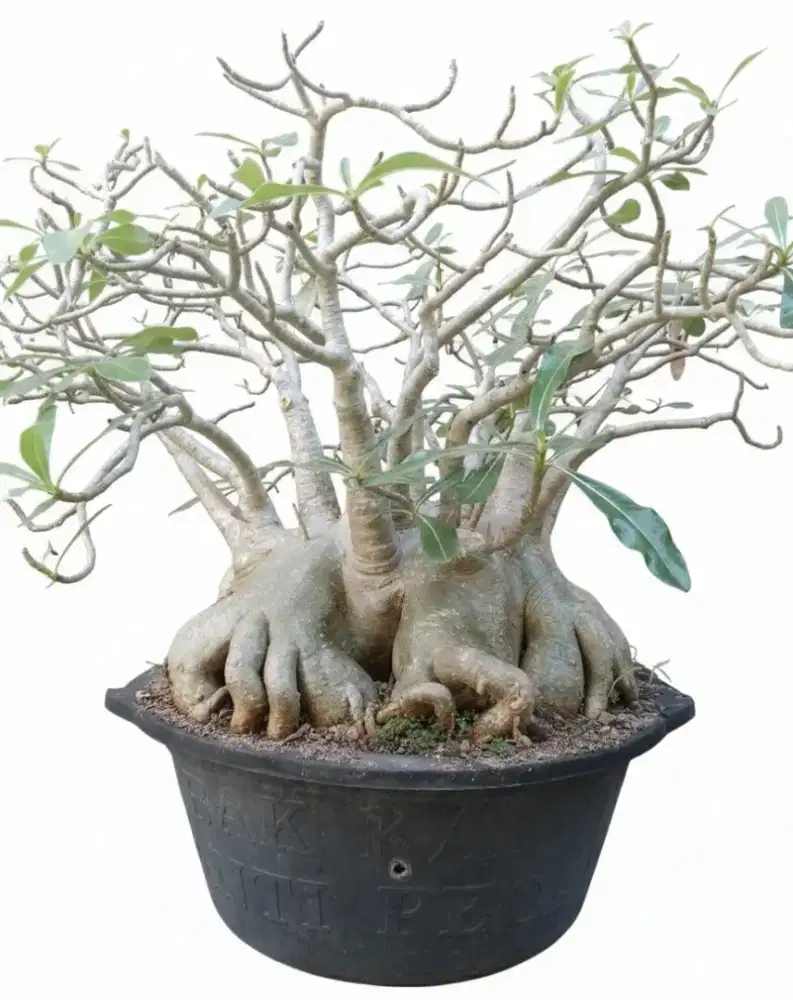 Adenium arabicum 25 tahun