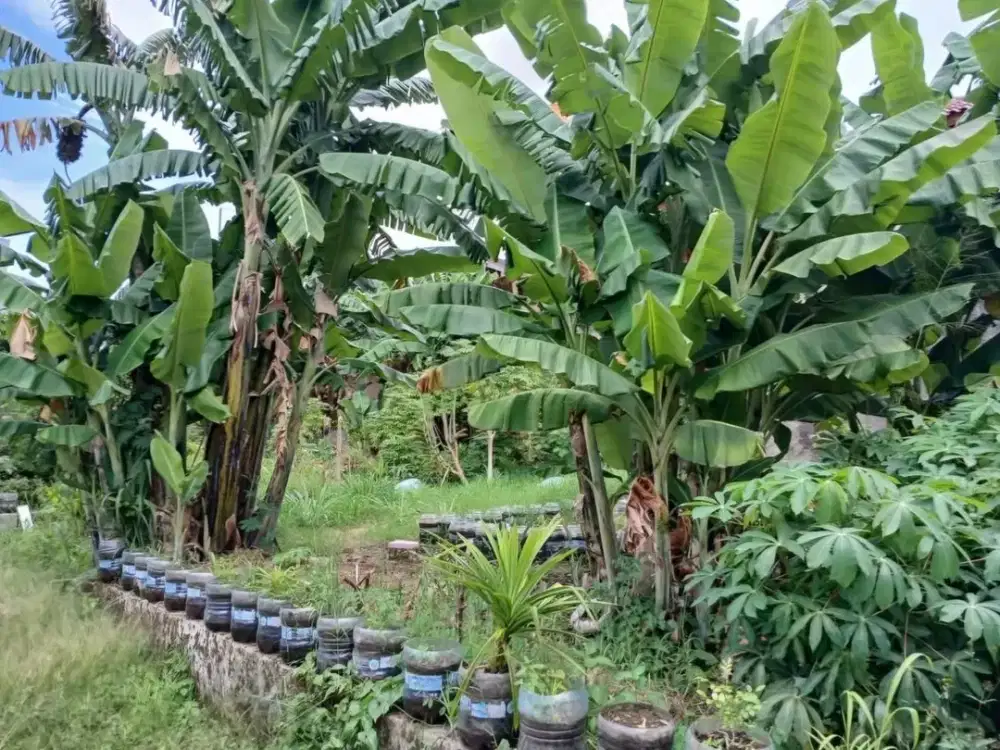 Tanah Matang Siap bangun area cigadung