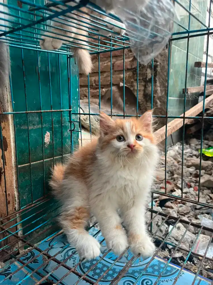 Kucing Persia longhair