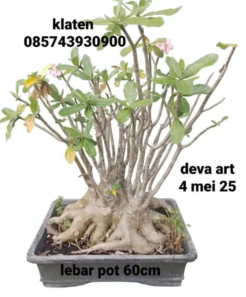 Adenium arabicum tua sekali