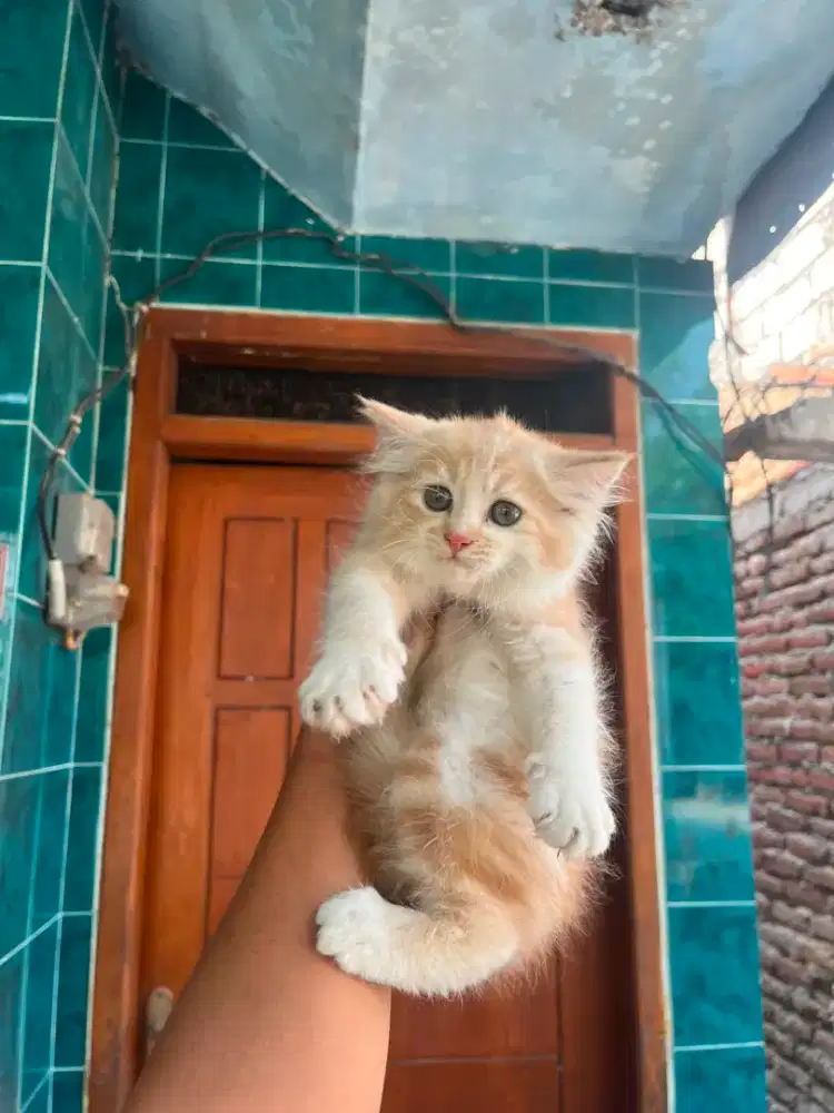 Kucing persia Himalaya