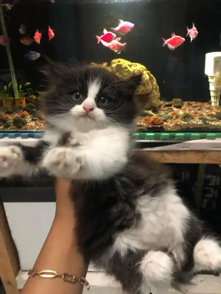 Kucing Persia bulu kapas