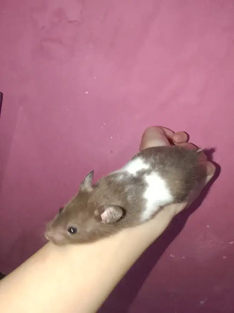 hamster syirian