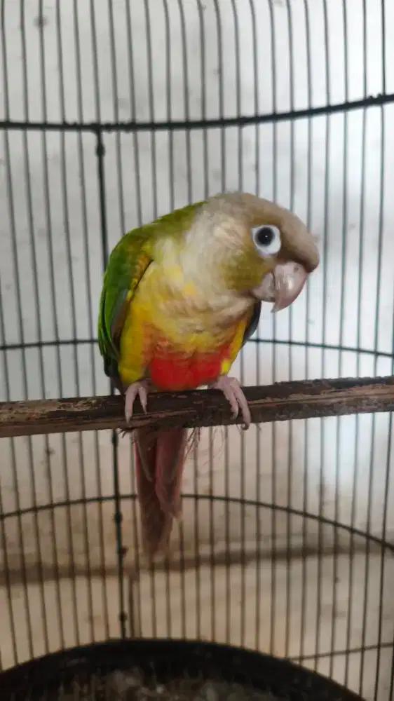 Burung pinepel conure