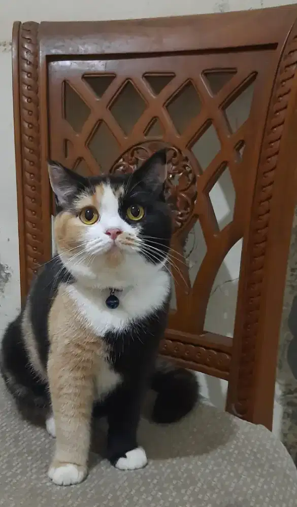 LEPAS ADOPT BSH HIMALAYA PERSIA SEGERA