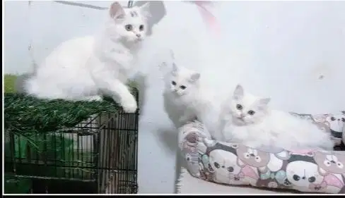 Kucing persia white sollid