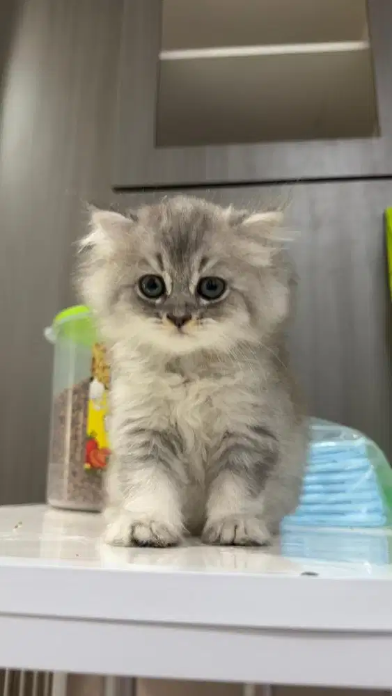 Bsh x scottish fold longhair