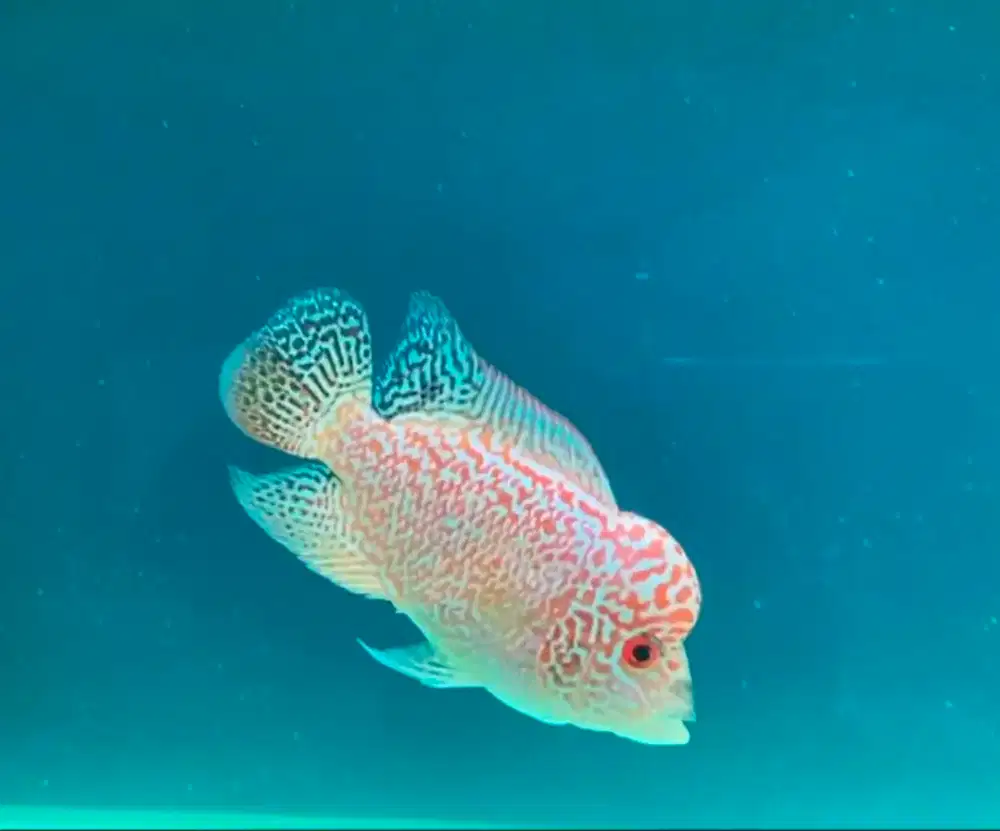 ikan lohan gb cencu full mutiara size 11cm golden base cencu