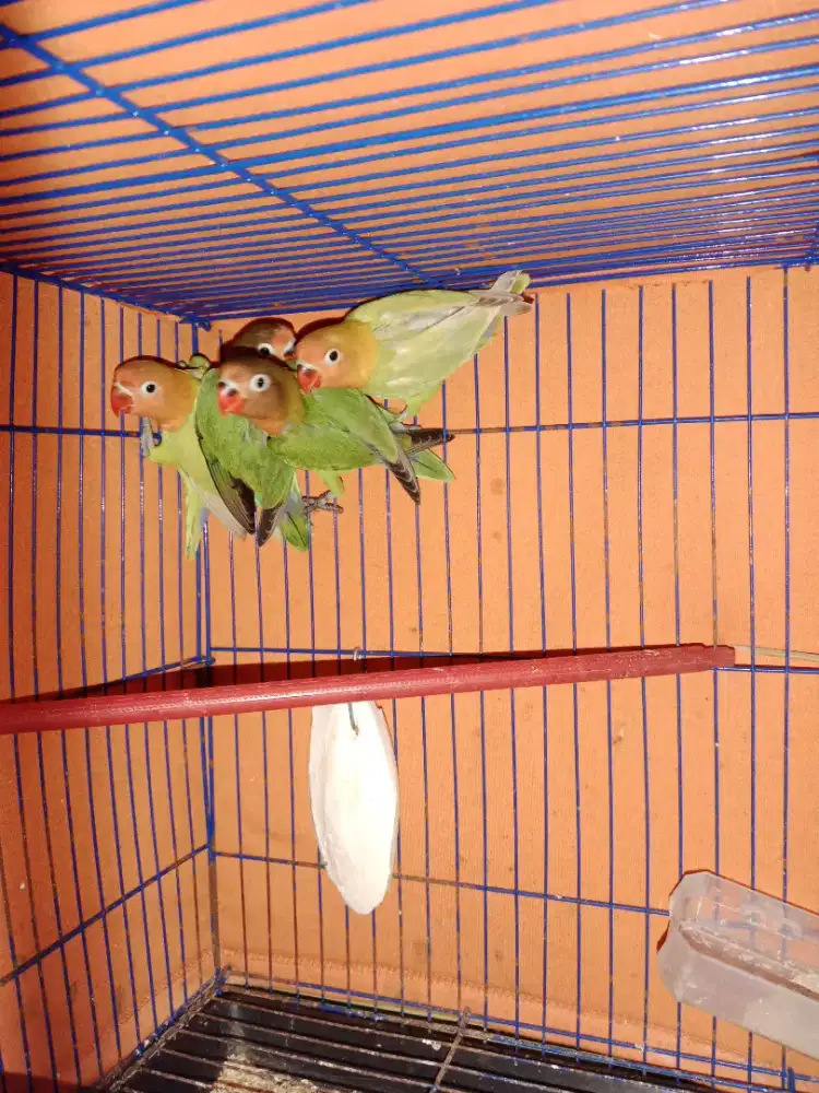 Lovebird ijo PAUD