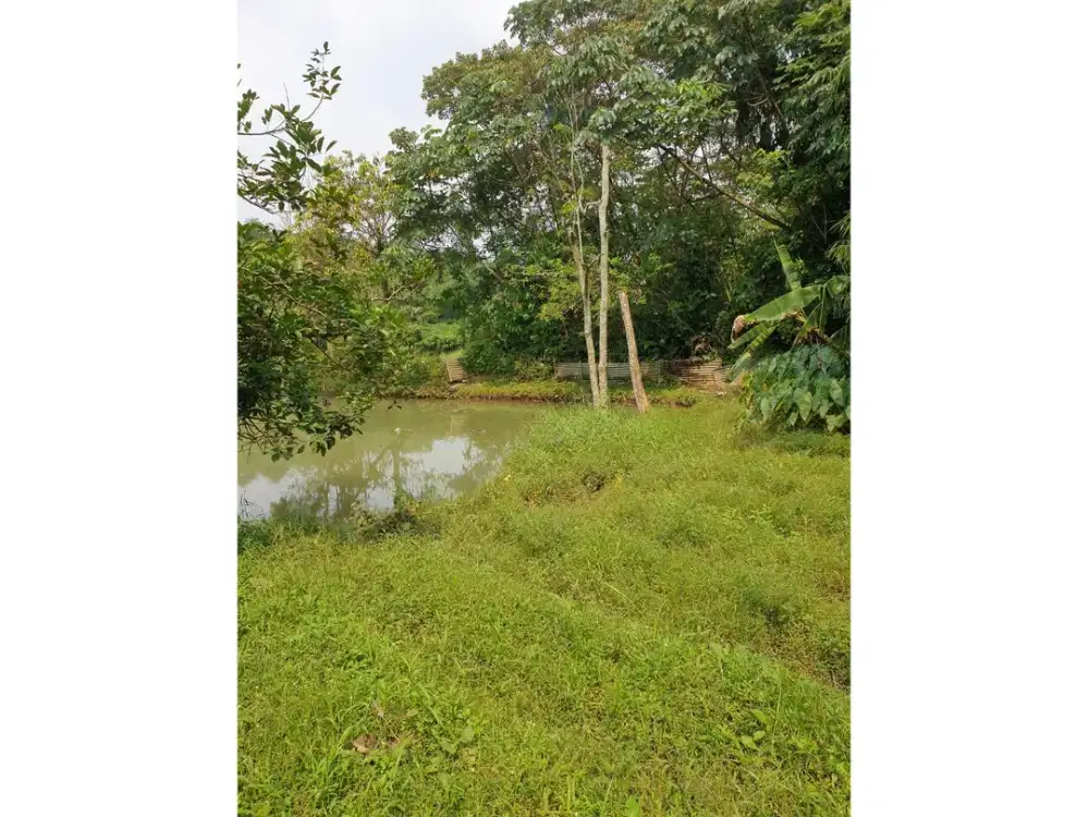 Jual Tanah SHM 5.000 m² Dramaga Bogor Harga di Bawah NJOP