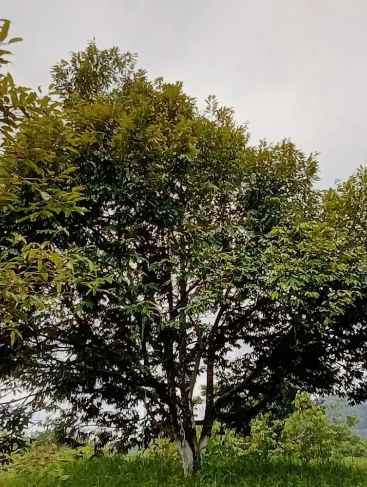 Dijual kebun durian
