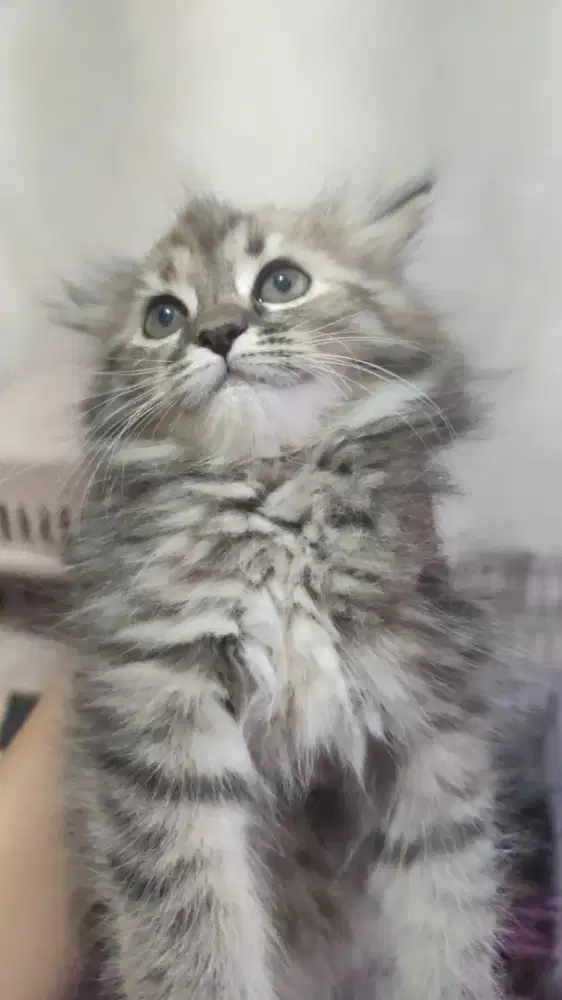 Kucing betina persia 2 bulan
