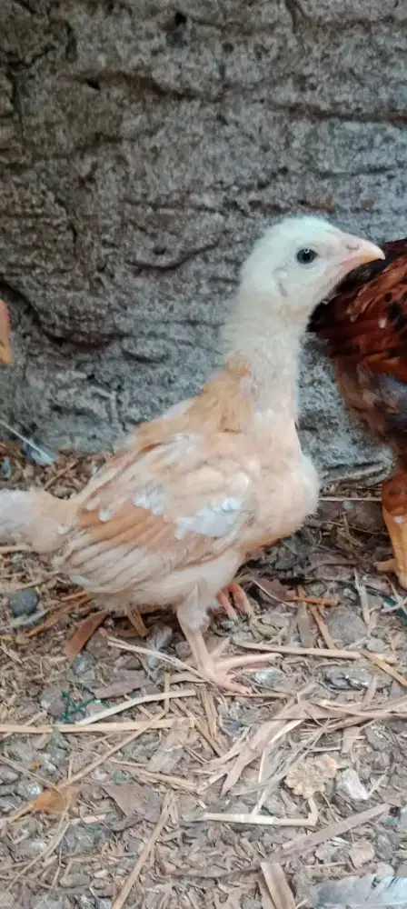 Pitik Ayam Kampung Elba
