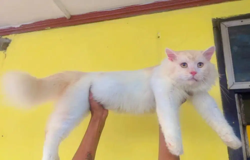 Kucing persia jantan big bone 1 tahun