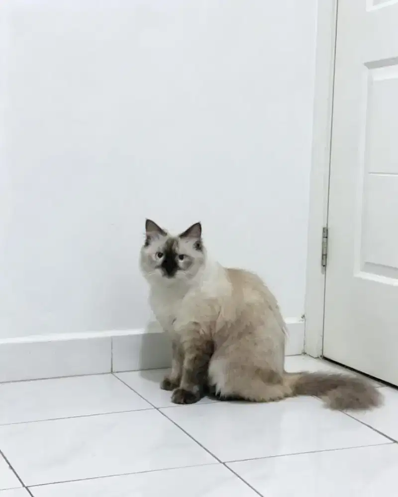 Kucing himalaya betinA