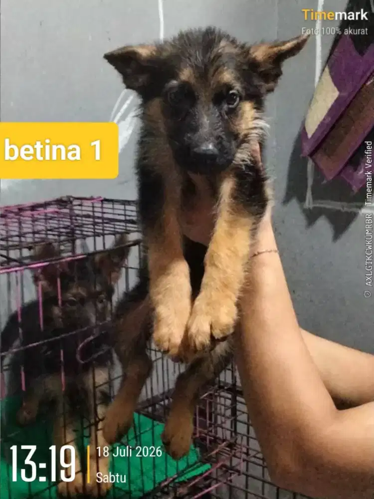 Pupies herder ( bogor)