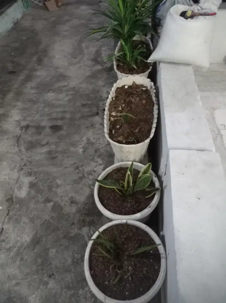 4 pot putih besar dengan tanah
