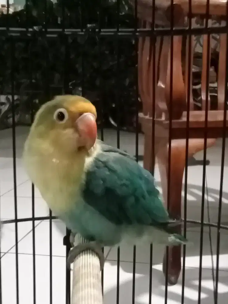 Burung love bird PB blue