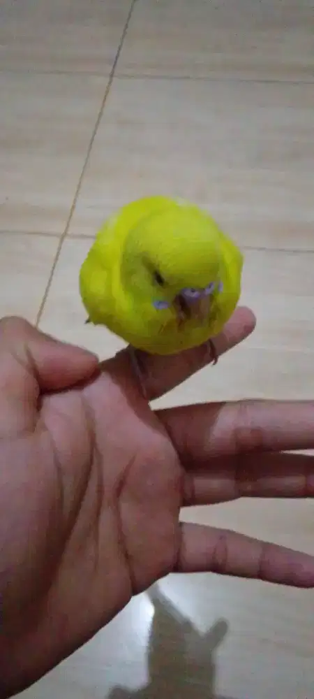 Burung parkit bonding murah