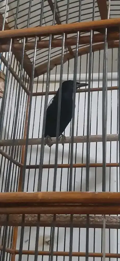 Kacer wulung mh rawatan ekor bondol tt mangga