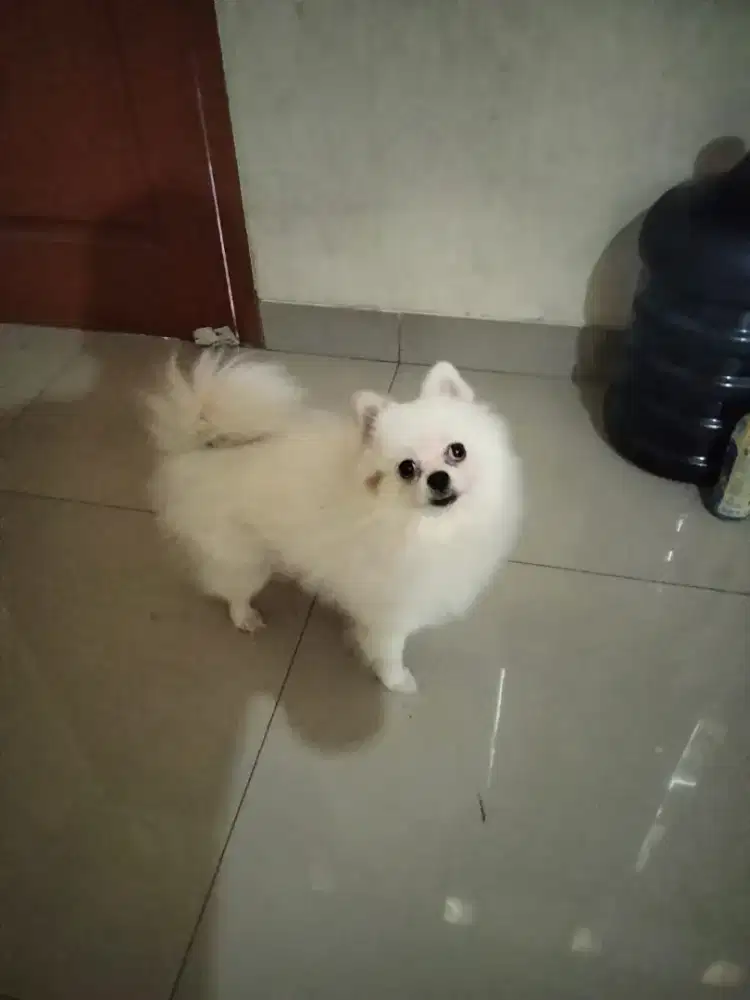 Anjing POMERANIAN