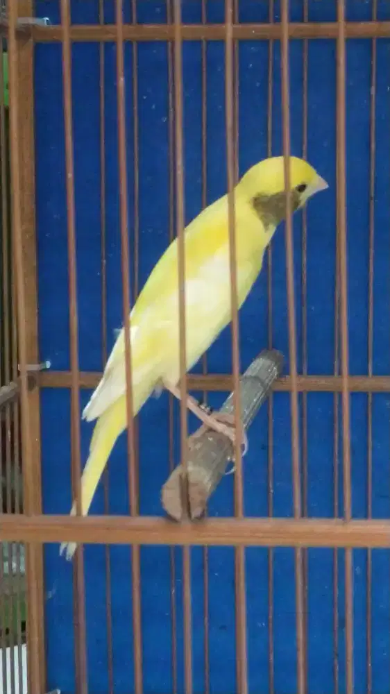 Burung kenari f1sfbbsf paud/anak jantan