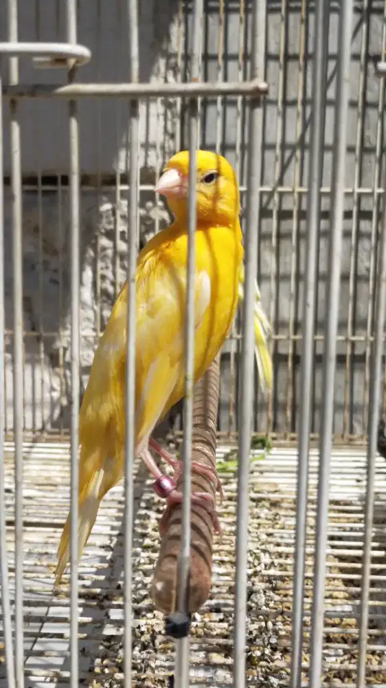 Burung kenari F1gbsf paud/anak jantan