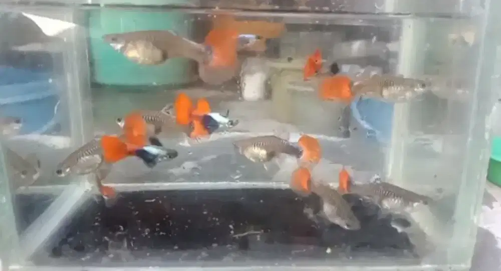 Ikan guppy PRTDE