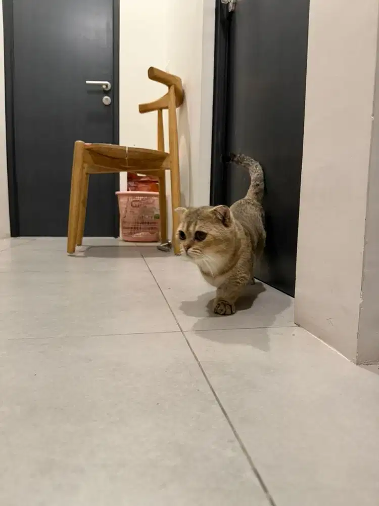 lepas adopt kucing munchkin golden bsh scotish fold jantan betina