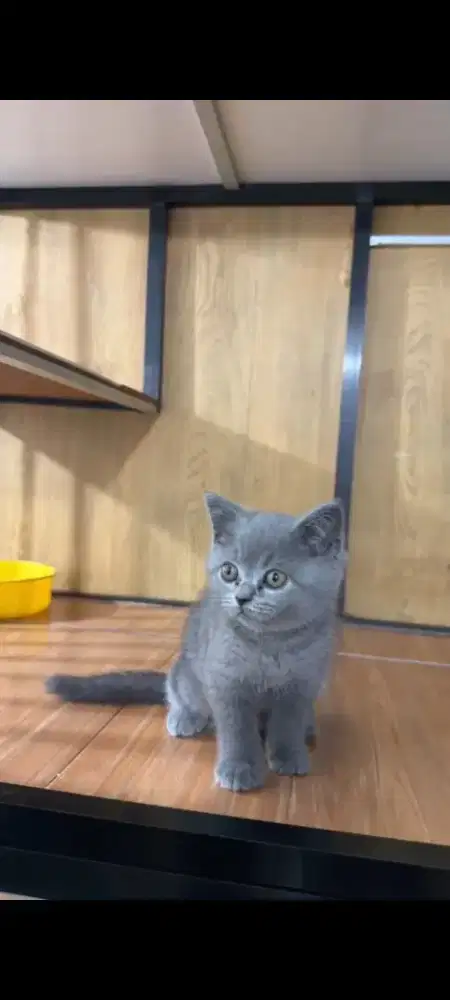 kitten BSH jantan 2.5bulan