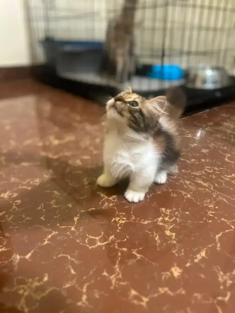MUNCHKIN BETINA