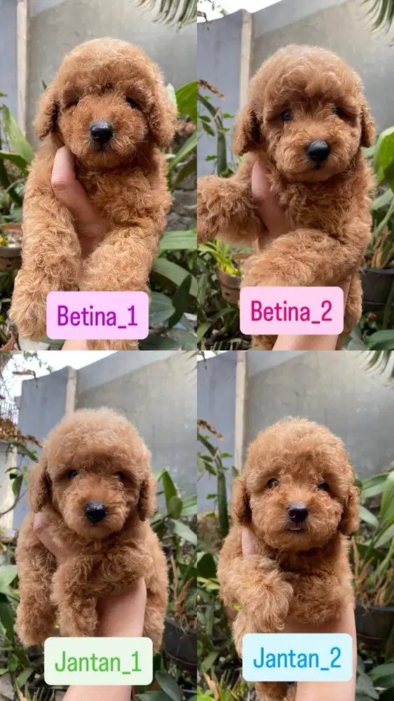 Ready adopt puppy poodle