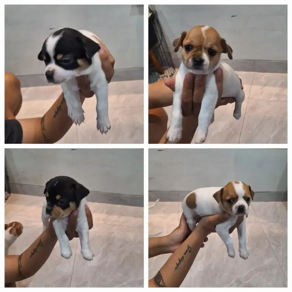 Anjing cihuahua original
