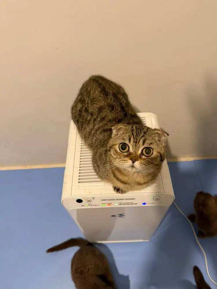lepas adopt kucing jantan munchkin bsh scotish fold cebol murah cod