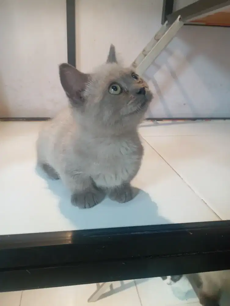 Kitten munchkin jantan