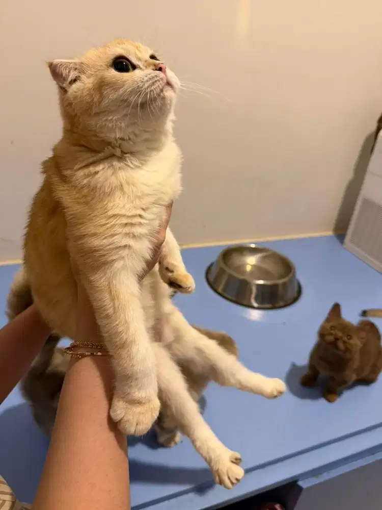 lepas adopt kucing scotish fold betina bsh munchkin murah jakarta